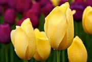 Тюльпаны свежесрезанные оптом +79139044998 Новосибирск Бугринская роща